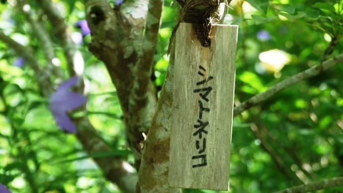花紀行～シマトネリコ（島戸練子）