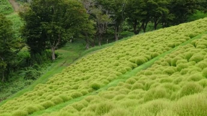 マザー牧場で癒されました