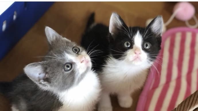 多頭飼育崩壊の現状