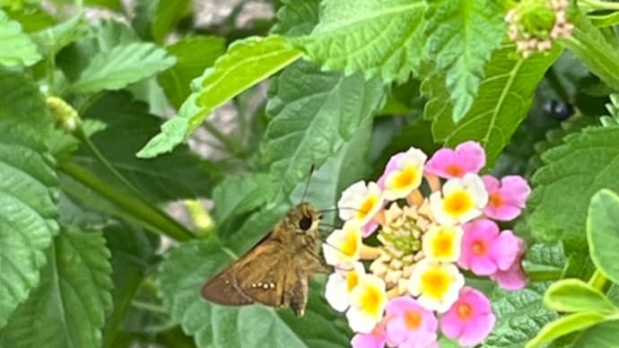今日の日曜日は・・・。