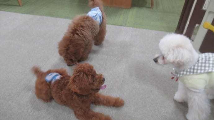 2023/12/18 犬の幼稚園BuddyDog