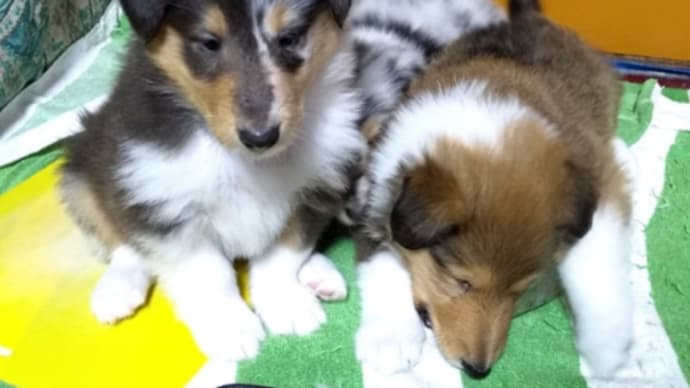 こまめベビー37日目