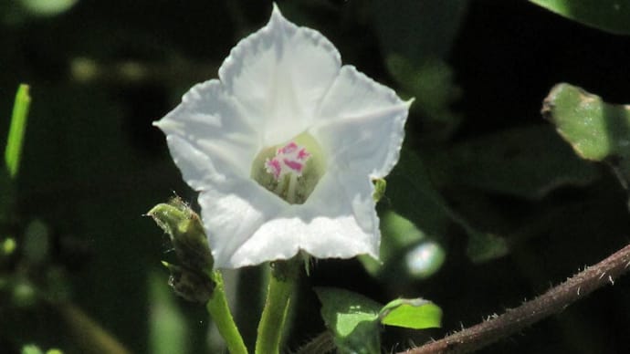 野に咲く花
