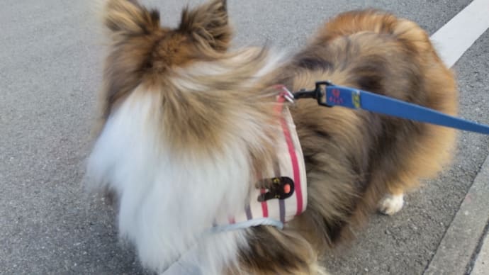 今日の朝んぽは家の近所です🐶