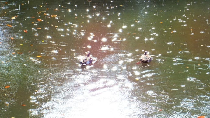 天気雨、煌めきの水面。