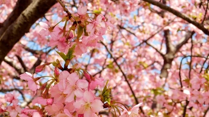#7573 三浦海岸の河津桜