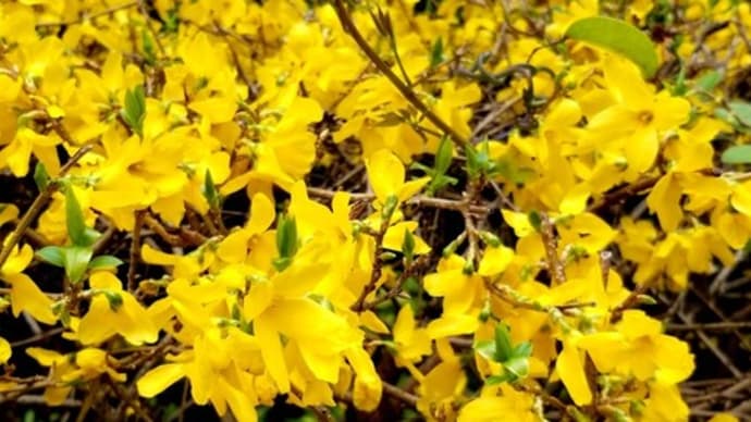 出掛けた先のお花たち~レンギョウ(連翹)・ハナカイドウ(花海棠)🌼🌺