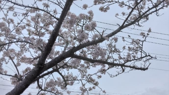 花見、お部屋バージョン