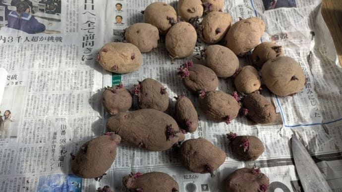 じゃがいも定植 17日