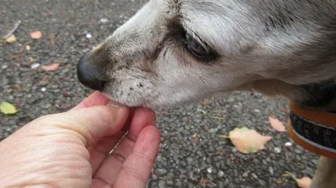 犬の暮らしの豊かさ
