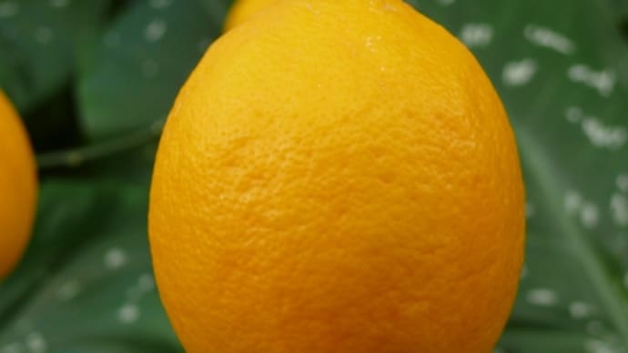 岩手県立花きセンターのレモン（レモン）2019年2月1日（金）
