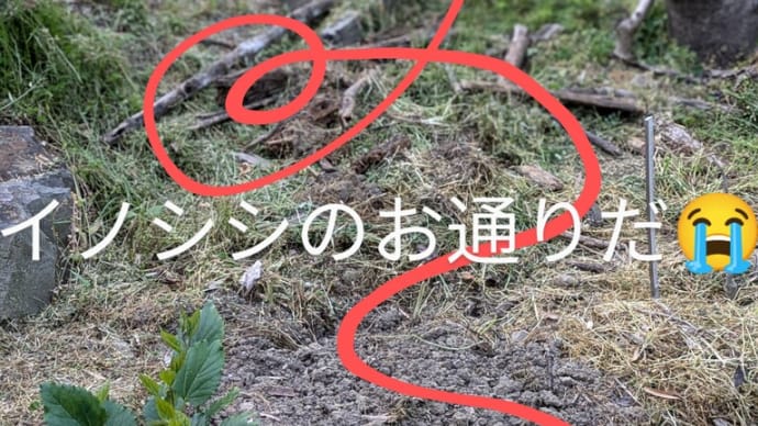 奴が来た