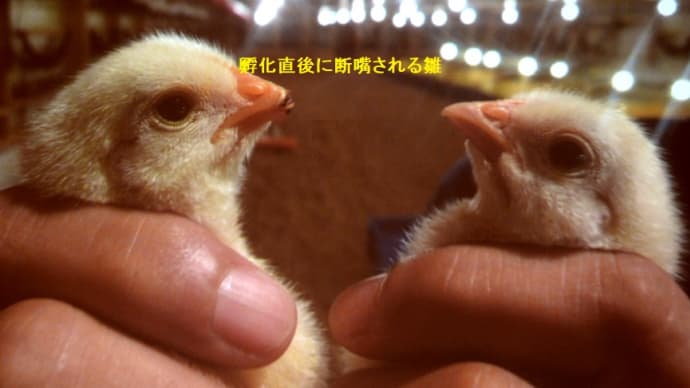 ニワトリの嘴は切り落とすべきではない