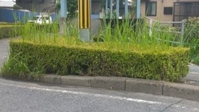 体長約70cmのアメリカンピットブルテリア2匹逃げる警察は付近の見回り強化栃木・藤岡町