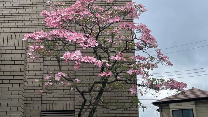 薄紅色のハナミズキが咲き始めました