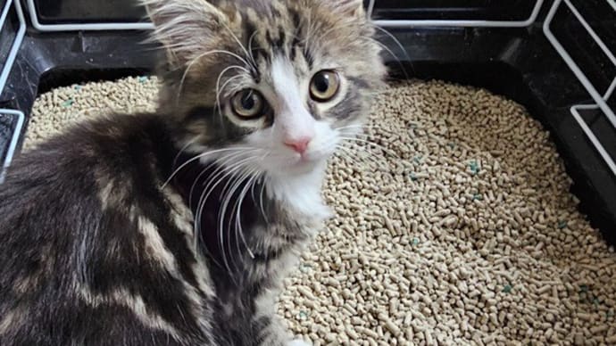 🐭ネズミに😸ネコがついてきた