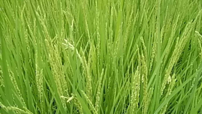 のんきな稲の花