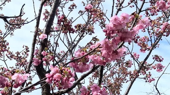 やっと春らしく、でも桜はまだ