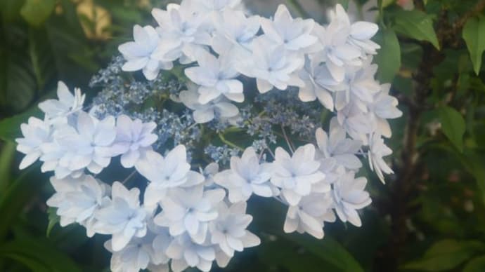 散歩道 色々のあじさいの花たち 3