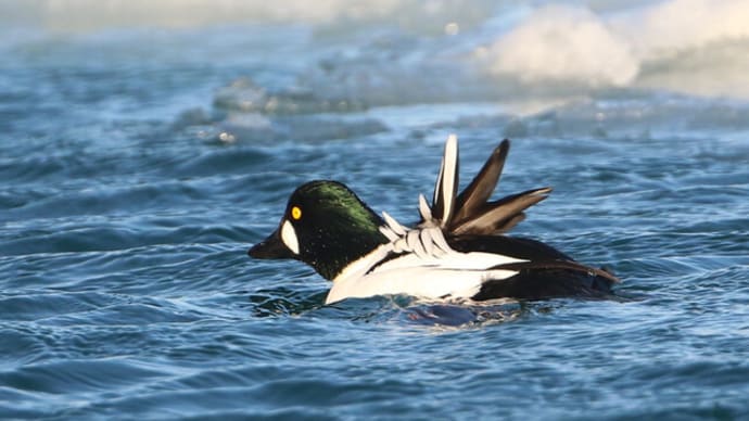 ホオジロガモと流氷