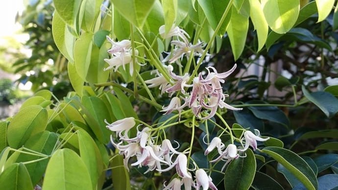 ムベの花