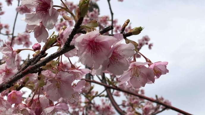 今日も花を見に歩く