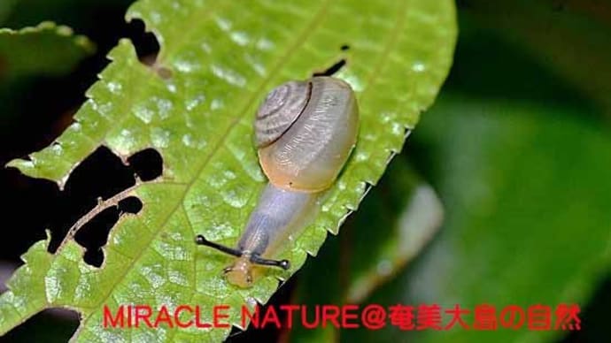 ミドリマイマイ