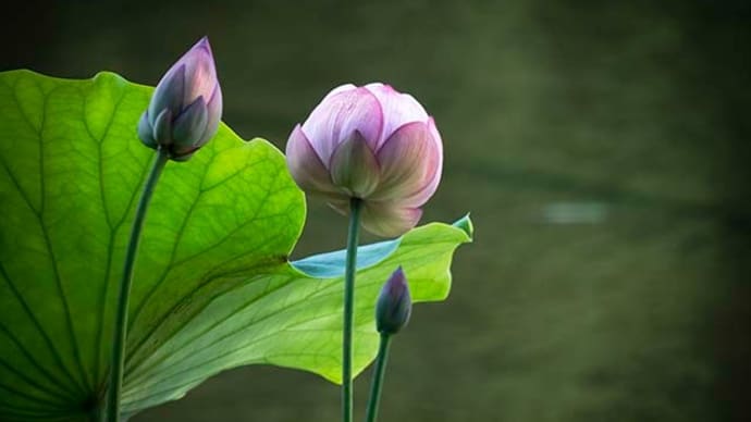大賀ハスの蕾が出てる