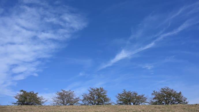 キバナコスモスの空