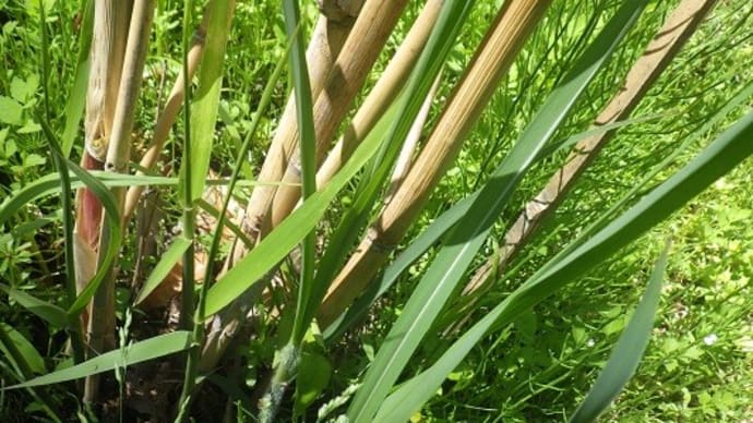 植えた暖竹,カラムシ,クルミなどが次々に芽生える