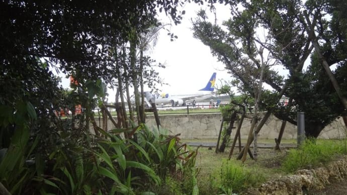 下地島空港から羽田空港へ。まごとうふ買い出し。長命草。