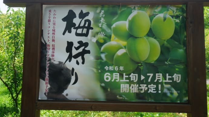 「叶匠寿庵　寿長生の郷」での人気のランチ。6月上旬から始まる「梅狩り」にも興味津々