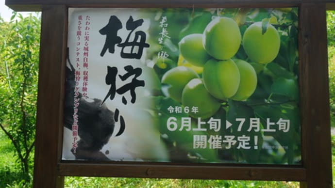 「叶匠寿庵 寿長生の郷」での人気のランチ。6月上旬から始まる「梅狩り」にも興味津々