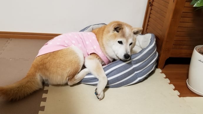 何度でも食べたい「寿司の美登里」