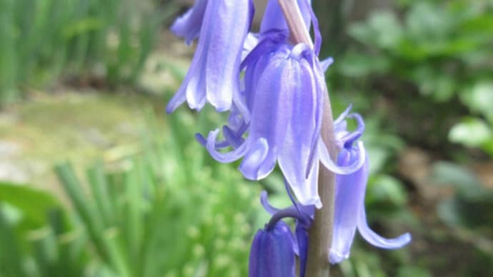 今日の花(シラー・カンパニュラータ、メネシア)