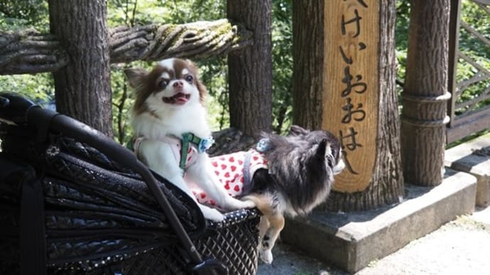 びゅ~んとお出かけ♪
