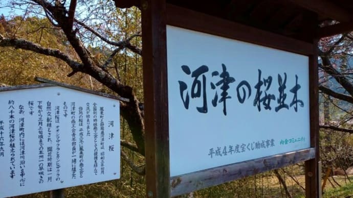 2年ぶりの新城長篠河津の桜並木へ