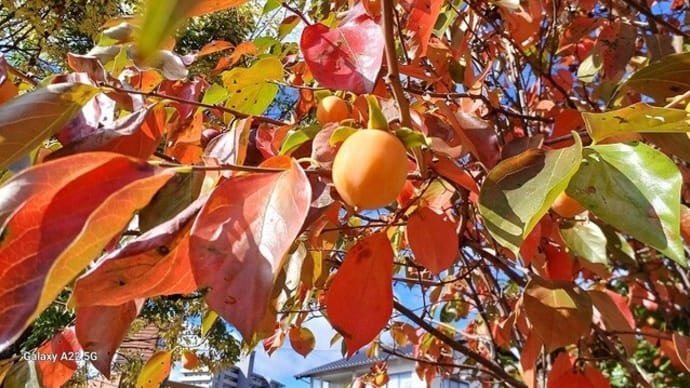 紅葉のきれいな木々