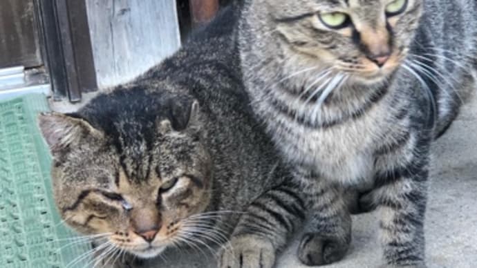 地域猫さんたち