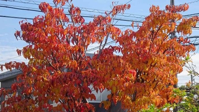 庭木の紅黄葉 2023（１１） ヤマボウシ・紅富士