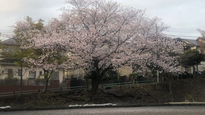 通勤途中の桜🌸25年目