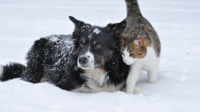 外猫を増やして殺したい国