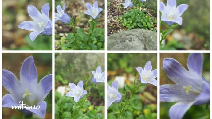 「千島桔梗の花が咲きました」 MY GARDEN 2020.07.12日撮影