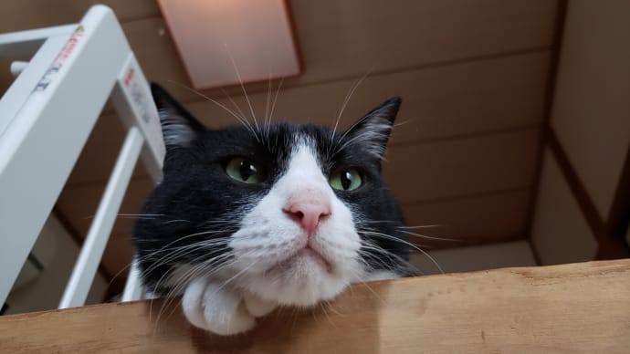 猫屋敷の猫たち