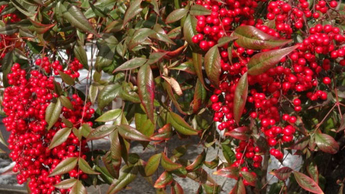 2021-11-8(月)…山茶始開…生還