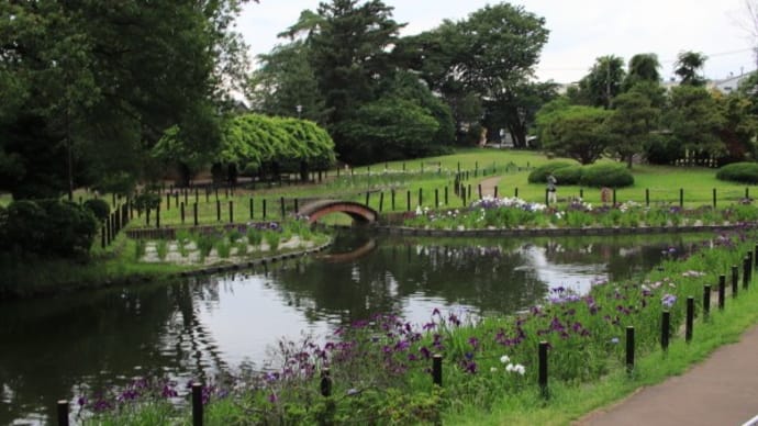華蔵寺公園の菖蒲2021