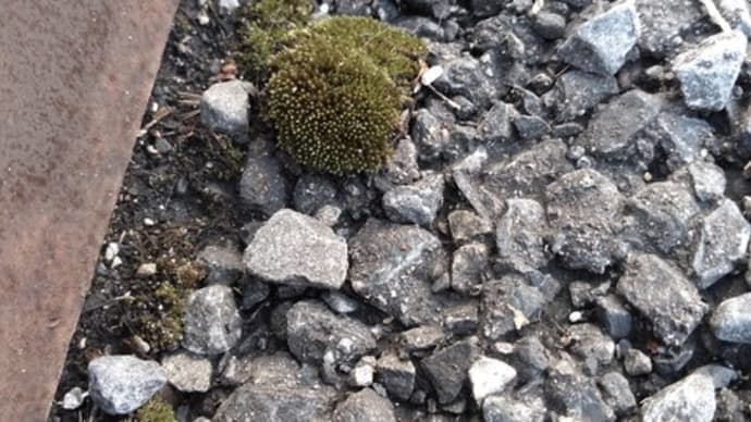 小さな森