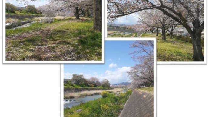 じじいのおSUM歩ヴギ・・・ 葉桜咲く桜