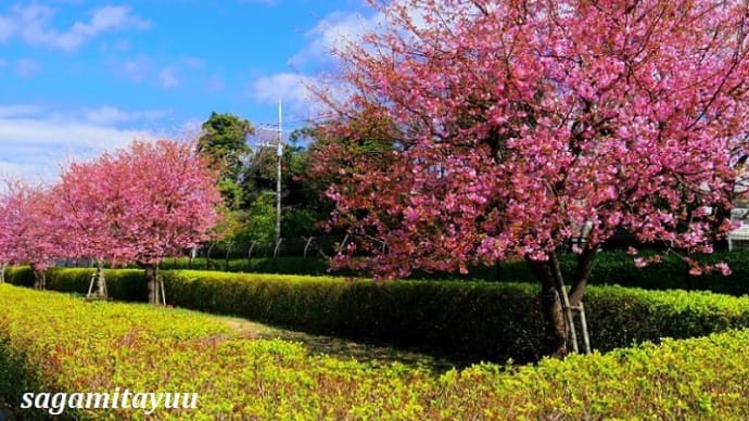 ギオンスタジアムの「河津桜」が見頃を迎えた!!