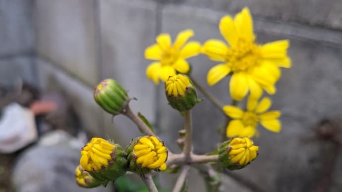 冬に咲く花